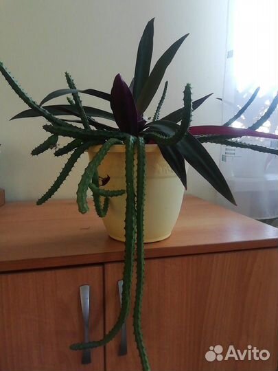 Гуэрния и Рэо