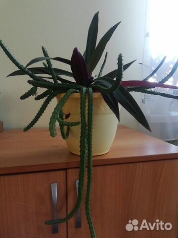 Гуэрния и Рэо