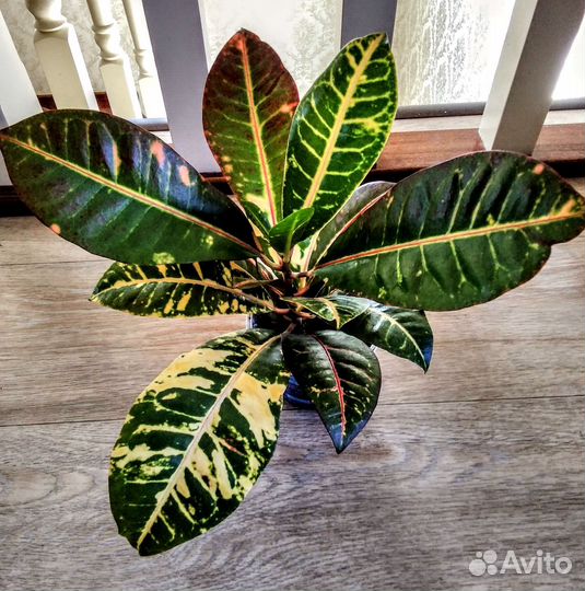 Кротон Норма,Кодиеум