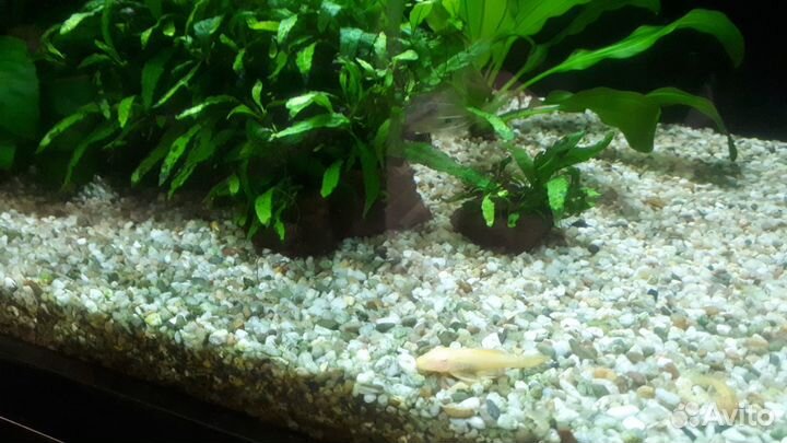 Аквариум 180 литров