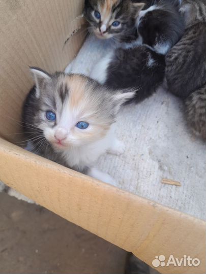 Отдам в добрые руки ктят