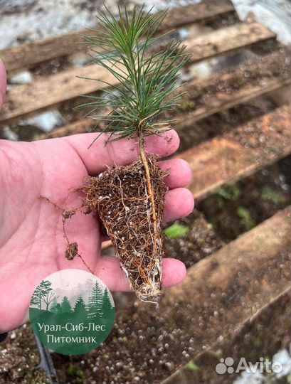 Сеянцы зкс Сосна Ель Лиственница окс Голуб Горн