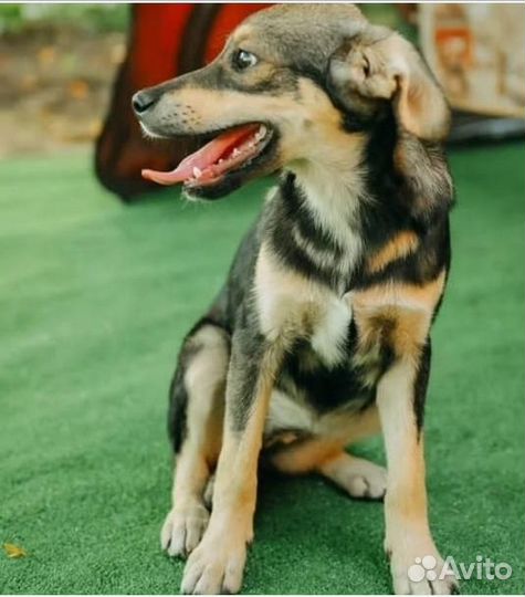 Собаки/щенки в добрые руки