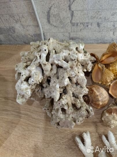 Кораллы и ракушки