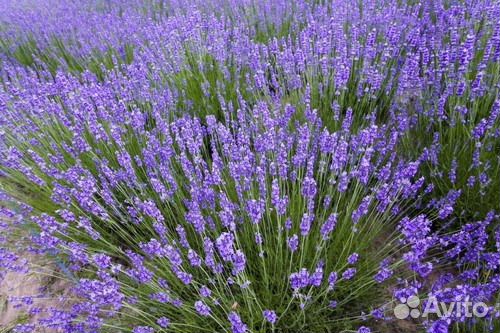 Лаванда Саженцы