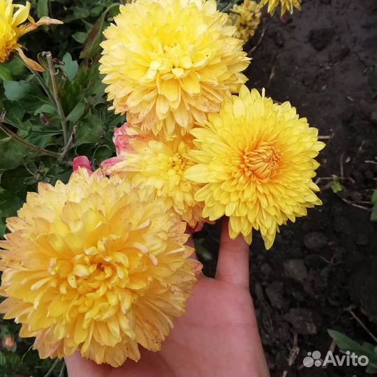 Хризантема опал