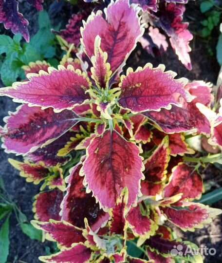 Колеусы вегетативные