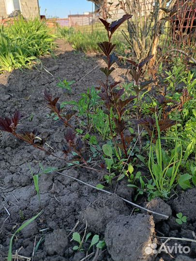 Пузыреплодник