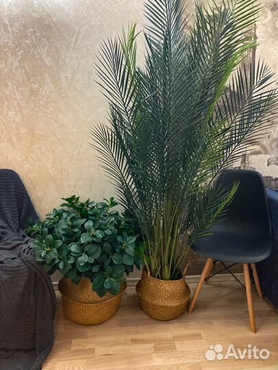 Финиковая пальма