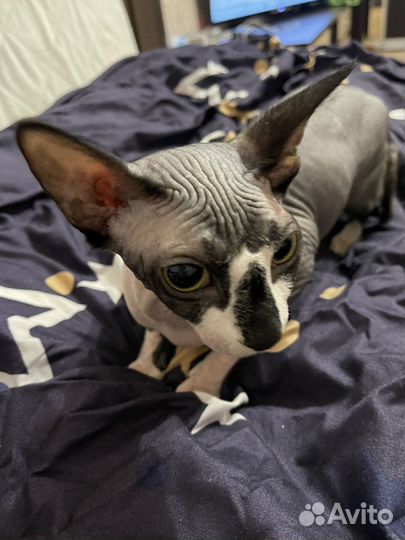 Вязка кошки