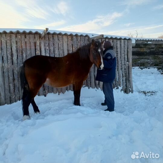 Продам жеребца