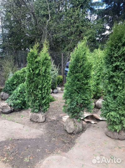 Туя колумна 1,9 м