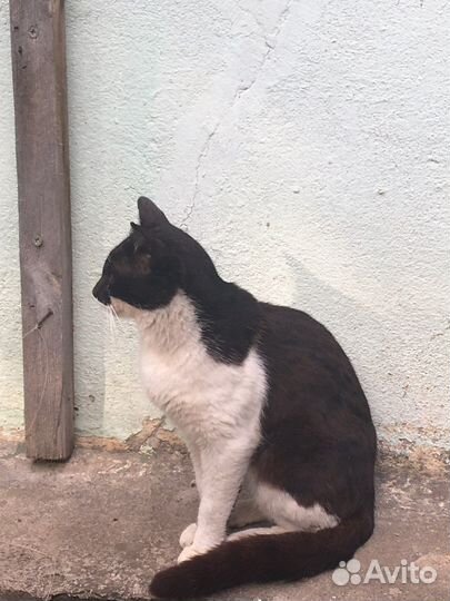 Кот в добрые руки