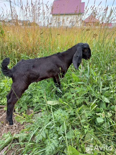 Козлики камори