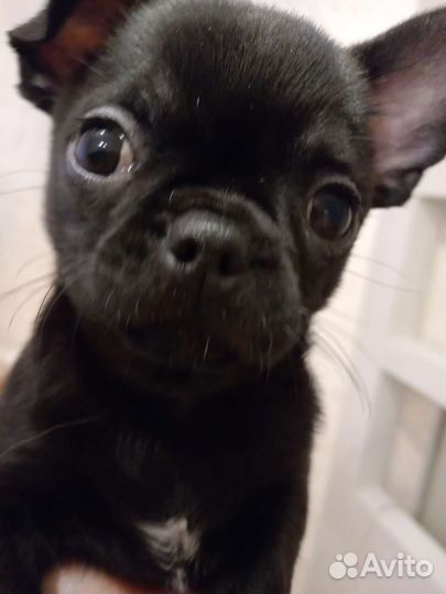 Щенки чихуахуа