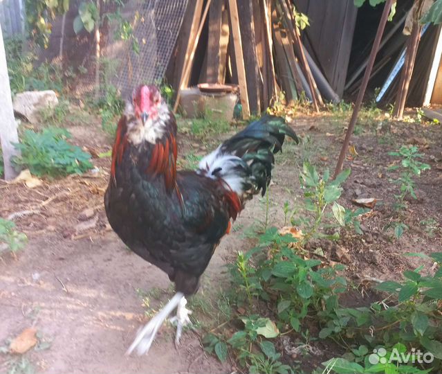 Петухи амераукана 6 месяцев
