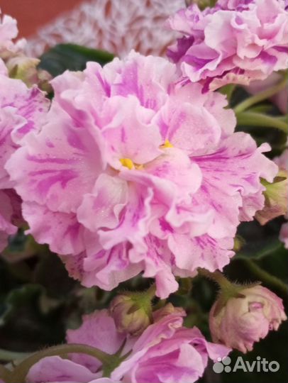 Фиалка ле- Айседора