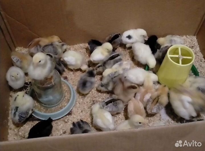 Яйцо инкубационое