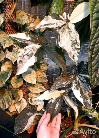 Сингониум Imperial White