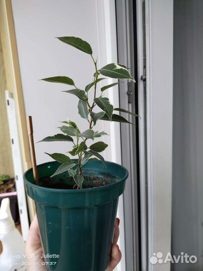 Фикус бенджамина