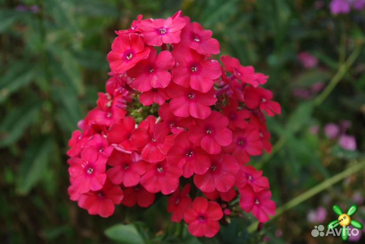 Флокс метельчатый, растопыренный