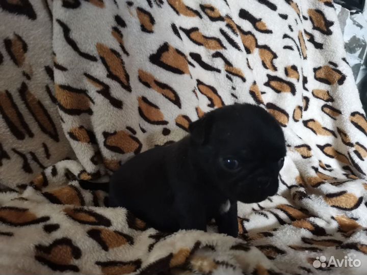 Продам щенков мопса