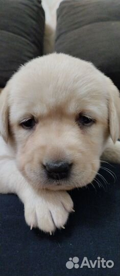 Щенки лабрадора