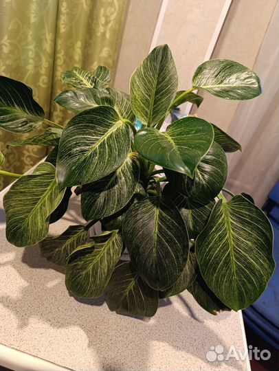 Филодендрон биркин вайт