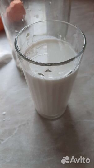 Кефирный (тибетский) молочный гриб