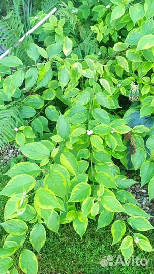 Декоративные кустарники, садовые растения