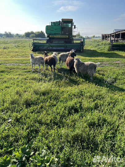 Овцы бараны стадо 6 голов