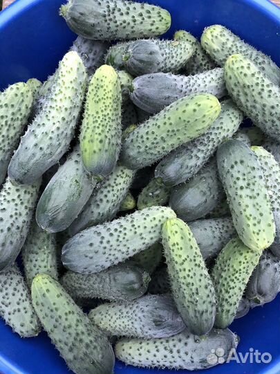 Помидоры, кабачки, картофель, морковь, огурцы