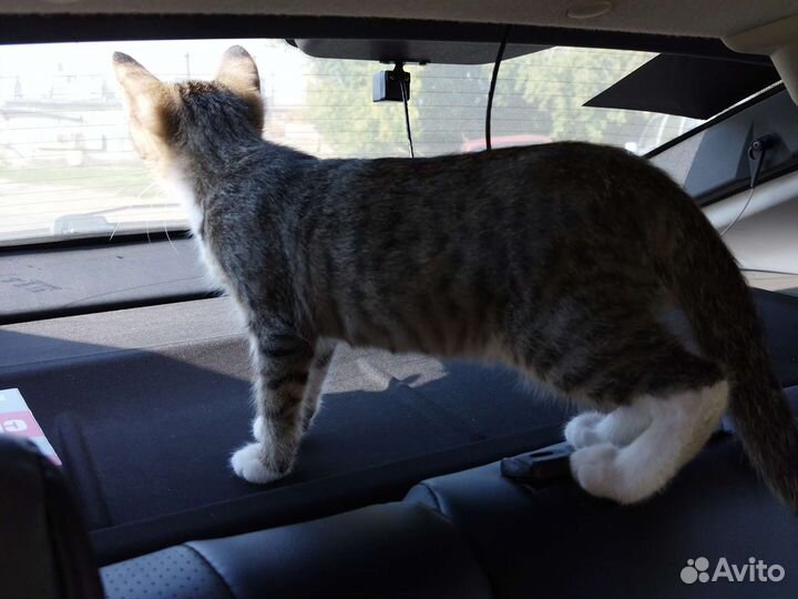 Кошки в добрые руки