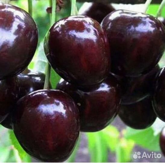 Саженцы черешни