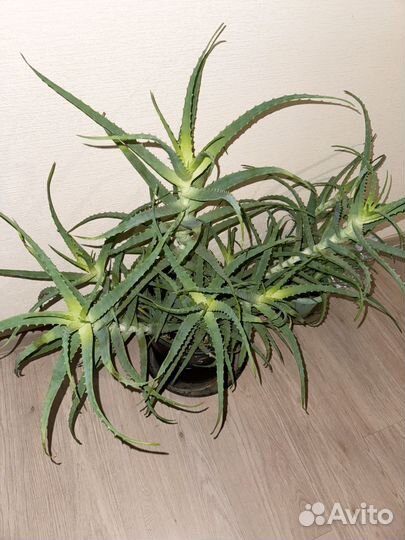 Алоэ большой