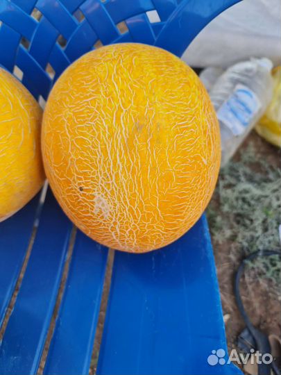 Дыня сорт рыжик