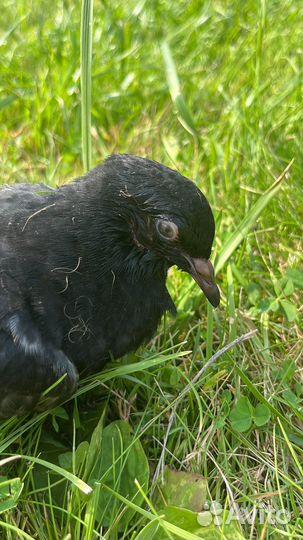 Голубь в добрые руки
