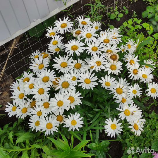 Многолетние ромашки в асс