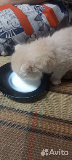 Котенок