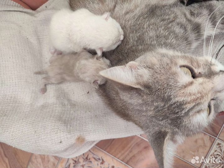 Кошка в дар бесплатно