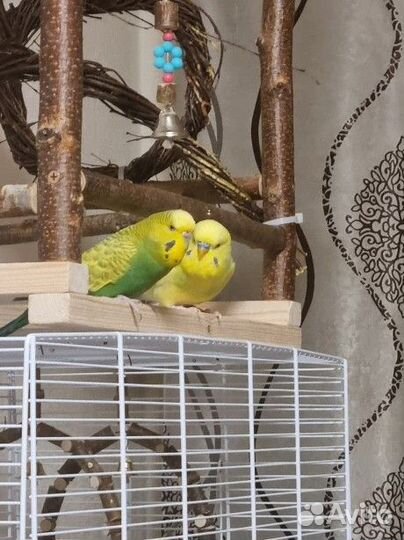 Волнистые попугаи пара, говорящий попугай, получех