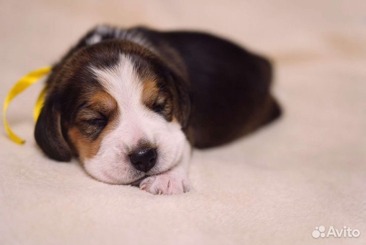 Щенки бигль