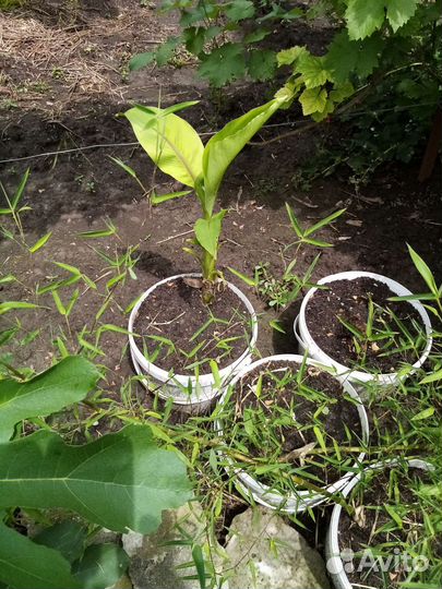 Саженцы экзотических растений и плодовых деревьев