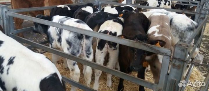 Бычки телята