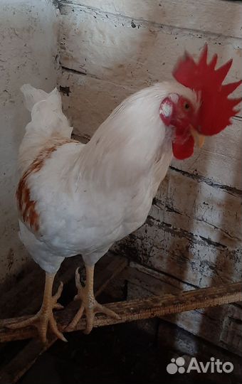 Молодые петухи