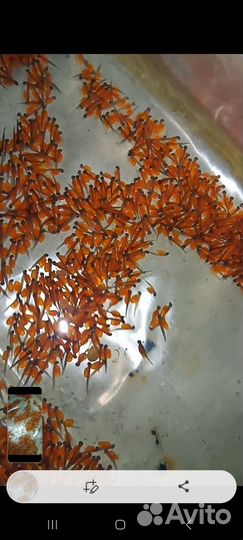 Малек форели