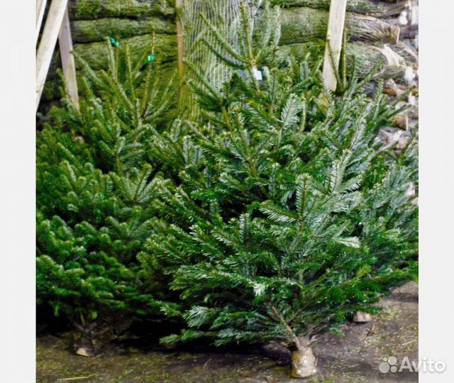 Ель от 1м до 3,5м оптом и в розницу