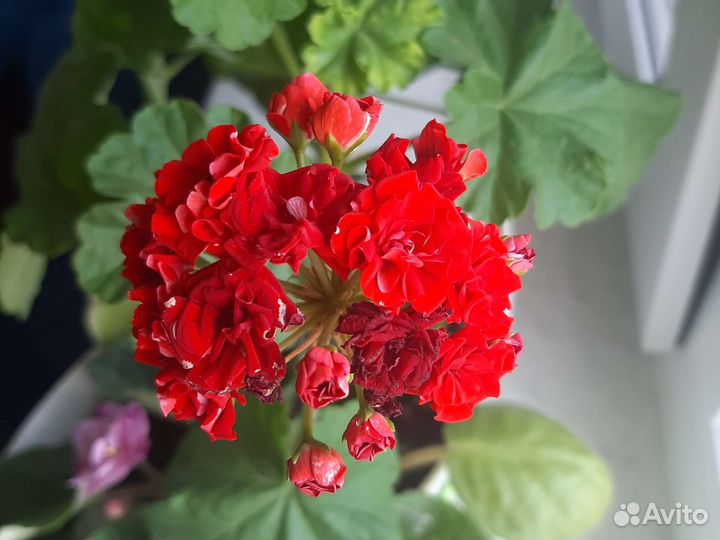 Пеларгония розебудная