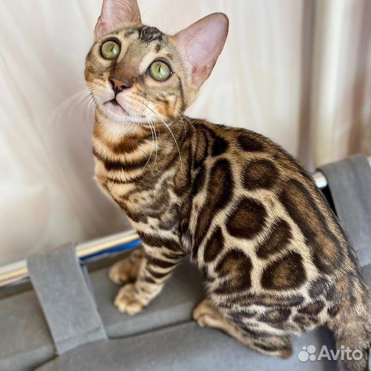 Бенгальская