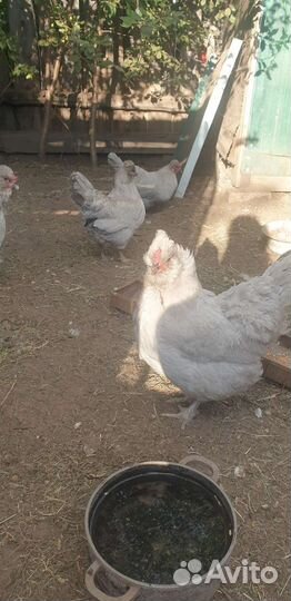 Инкубационное яйцо араукана лаванда